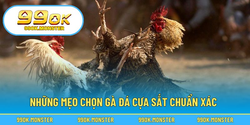 Bí quyết chọn gà chuẩn để dễ thắng kèo