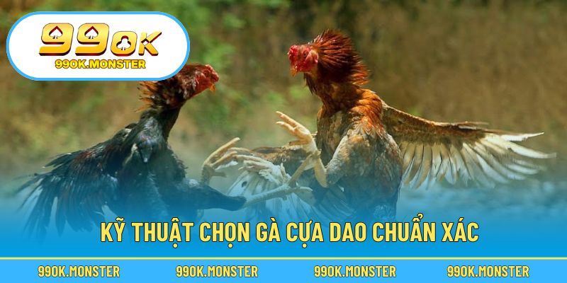 Bí quyết chọn gà thi đấu hiệu quả trong từng trận
