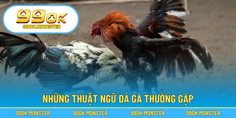 Ghi nhớ các từ vựng quan trọng trong thi đấu gà chọi