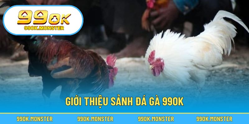 Không gian cá cược sống động tại sảnh đá gà trực tuyến