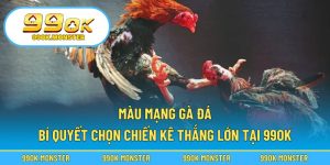 Màu mạng gà đá