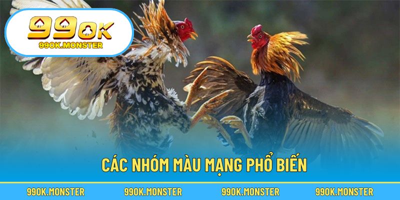 Phân biệt đặc điểm từng nhóm mạng trong đá gà